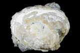 Fossil Clam With Fluorescent Calcite Crystals - Ruck's Pit, FL #175658-1